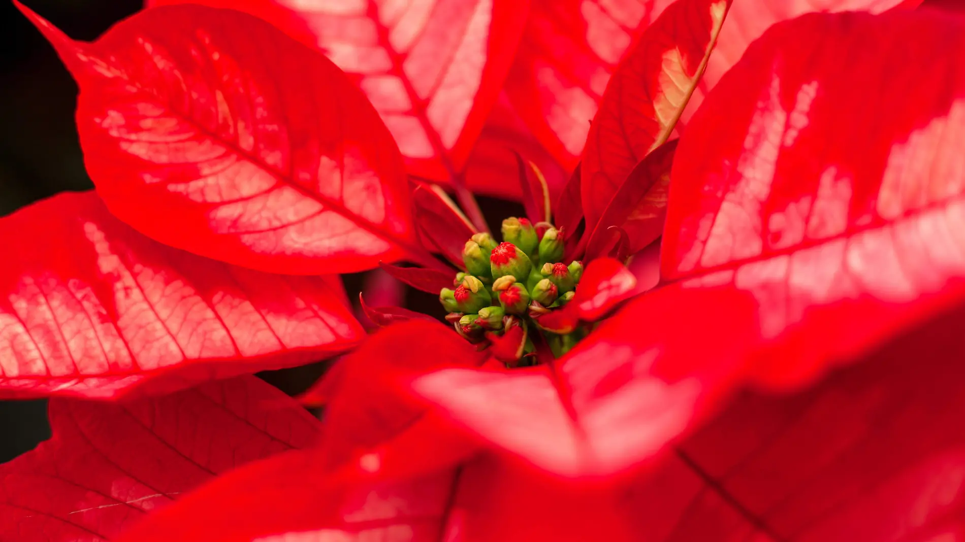 231100 AGRICULTURA PRODUCCIÓN DE FLOR DE NOCHEBUENA-16